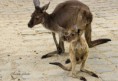 /album/zoo/img-1565-masolata-jpg/